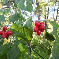 Image result for Cornus