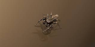 8 house spiders commonly found in florida homes problem