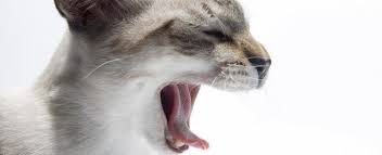 Why do cats yawn anyway? Why Do Cats Yawn