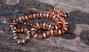 The upper body is otherwise black except for a yellow or orange spot on the head, while. Arizona Snake Identification Phoenix Scottsdale Tucson And Surrounding Areas Snake Identification