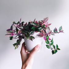 Fragrant wax plant (hoya odorata) is known for its intensely sweet fragrance. Pink Indoor Plants Popsugar Home