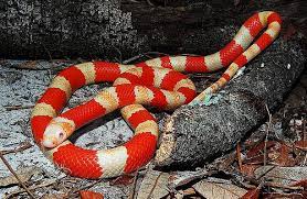 Albino Tricolor Honduran Milksnake Milk Snake Snake Lovers Beautiful Snakes