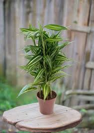 Image result for Dracaena sanderiana
