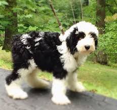 Our address (by appointment only) 1800 amity hill rd. Sheepadoodles By Design Reviews