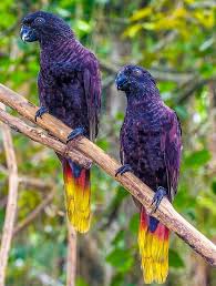 Black Lory Parrot Pet Animal Photography Beautiful Birds