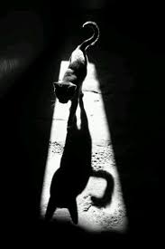 Black And White Photos Of Animals In Shadows Pin By Tala Khatcherian On Solo Me Ne Vo White Photography Shadow Photography Cat Shadow