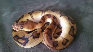 Maybe you would like to learn more about one of these? G Stripe Clown Ball Python Insane Youtube