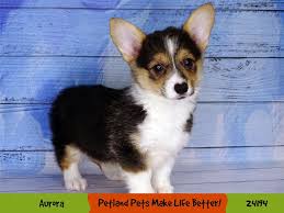 Thomas acres also adheres strictly to akc standards of breeding purebred corgis. Pembroke Welsh Corgi Puppies Petland Aurora