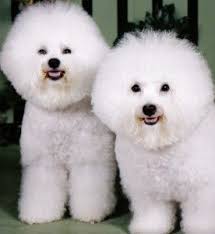 Bichon Frise Puppies Dog Breed Insight Part 2 Bichon Frise Dogs Bichon Frise Bichon Frise Puppy
