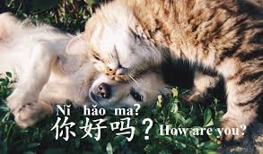 How Are You In Chinese Pets Dog Cat Cat Vs Dog