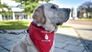 Our blood banks for pets are dedicated to providing a safe and plentiful blood supply to animals in. Canine Blood Donation Did You Know Lubrisynha