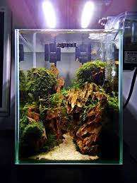 Aquascaping Ds Team Paisajismo Acuatico Acuariofilia Acuarios