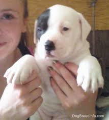 Maybe you would like to learn more about one of these? American Bulldog Dog Breed Pictures 5