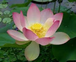 The photograph may be purchased as wall art, home decor, apparel, phone cases, greeting cards, and more. Lotus And Water Lily Perfume Notes Bois De Jasmin