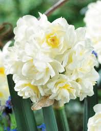 Scented Daffodil Erlicheer Tesselaar Daffodils Daffodil Flower Cream Flowers