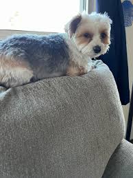 Celebrating a Yorkie's Birthday