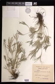 Image result for Actiniopteris semiflabellata