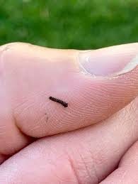 Each time shedding their previous skin. Scout Now For Invasive Gypsy Moth Caterpillars Local News Lockportjournal Com
