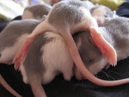 Your address * street address. Pawsome Rescue Pawsomerescue Twitter