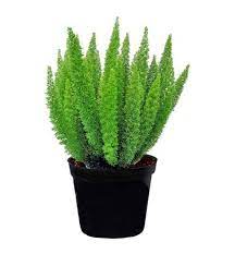 Feathery Asparagus Ferns Are Actually Fairly Indestructible Foxtail Fern Asparagus Fern Fern Plant