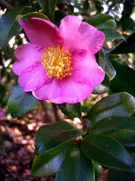 For a complete profile, click here. Texas Scarlet Flowering Quince Carolyn S Shade Gardens