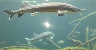 Tata era „stapanul gratarului si el facea cea mai buna friptura din lume. Ce PeÈ™te Este Mai Bun Ce PeÈ™te Are Mai PuÈ›ine Oase Libertatea