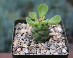 Image result for Monadenium crenatum