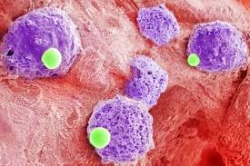 Immature blood cells develop into red blood cells, white blood cells, and platelets in the bone marrow. Researchers Design Delivery System To Guide Drugs Directly To Cancer Cells Hiding In Bone Marrow