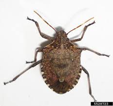 We did not find results for: Invasive Species Brown Marmorated Stink Bug