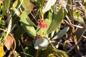 Image result for Diospyros chamaethamnus