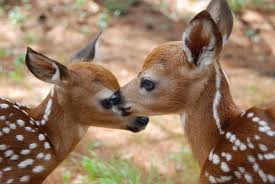 Two Fawns Goruntuler Ile Hayvanlar Hayvan Geyik