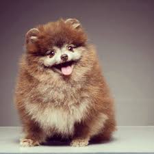 Black And Brown Pomeranian For Sale Chocolate Pomeranian For Sale 1 200 Very Tiny Boy 3 5lbs Full Grown Cute Animals Chocolate Pomeranian Pomeranian