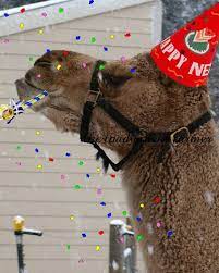 Just embrace it, like this happy camel ! Happy New Years From Gizmo And Kim The Inadvertent Farmer
