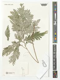 Image result for Selaginella vogelii