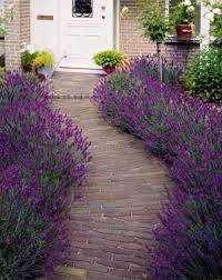 Pretty Path To Your Front Door English Lavender Plant Lavender Garden Garden Shrubs