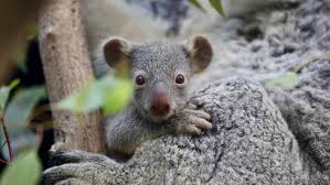 Baby Koalas Arrive At The Australian Reptile Park The Star Newcastle Nsw