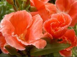 Godetia Salmon Wholesale Flowers Types Of Flowers Flowers
