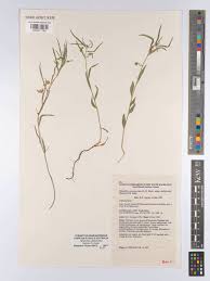 Image result for Afrohybanthus