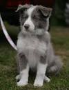 Large Long Haired Dog Breeds