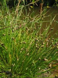 Image result for Isolepis setacea