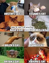 Wwe Cats Picture Wwe Funny Wrestling Memes Wrestling Wwe