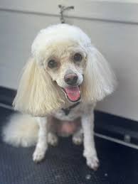 Hi everyone, I'm opening my appointment book. I will be open for the 22nd  of April. Can't wait to meet your fur babies ❤️🐶