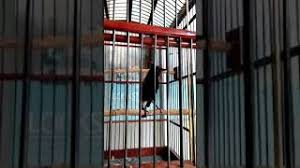Hasil diatas adalah hasil pencarian dari anda decu wulung mp3 dan menurut kami yang paling cocok. Burung Decu Ngamuk Ketemu Kutilang
