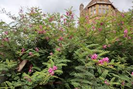 Image result for Hionanthera