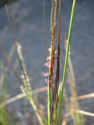 Image result for Heteropogon contortus