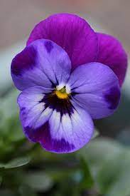 Garden Flowers Violas Such Dainty Winter Blooms Pansies Colorful Flowers Purple Flowers