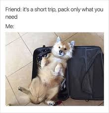 Pin By Carol L On Memes Queen Funny Dog Memes Funny Animals Funny Animal Pictures