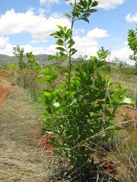 Acacia mangium is a species of flowering tree in the pea family, fabaceae, that is native to northeastern queensland in australia, the western province of papua new guinea, papua, and the. Acacia Mangium Topics Tree Nation Forestry Knowledge Database
