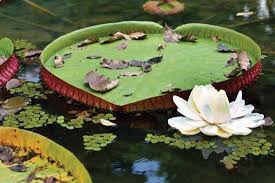 Its native regions are guyana and tropical south america. Vitoria Regia Britannica Escola