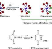 Multi-arm PEG-maleimide conjugation intermediate ...
